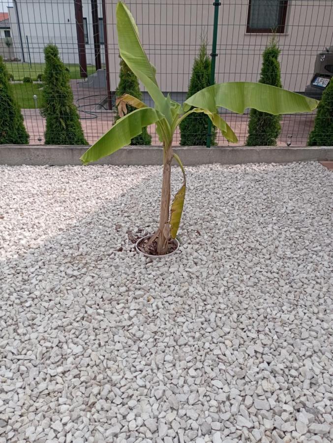 Vadgalamb Apartmanhaz Lipót المظهر الخارجي الصورة